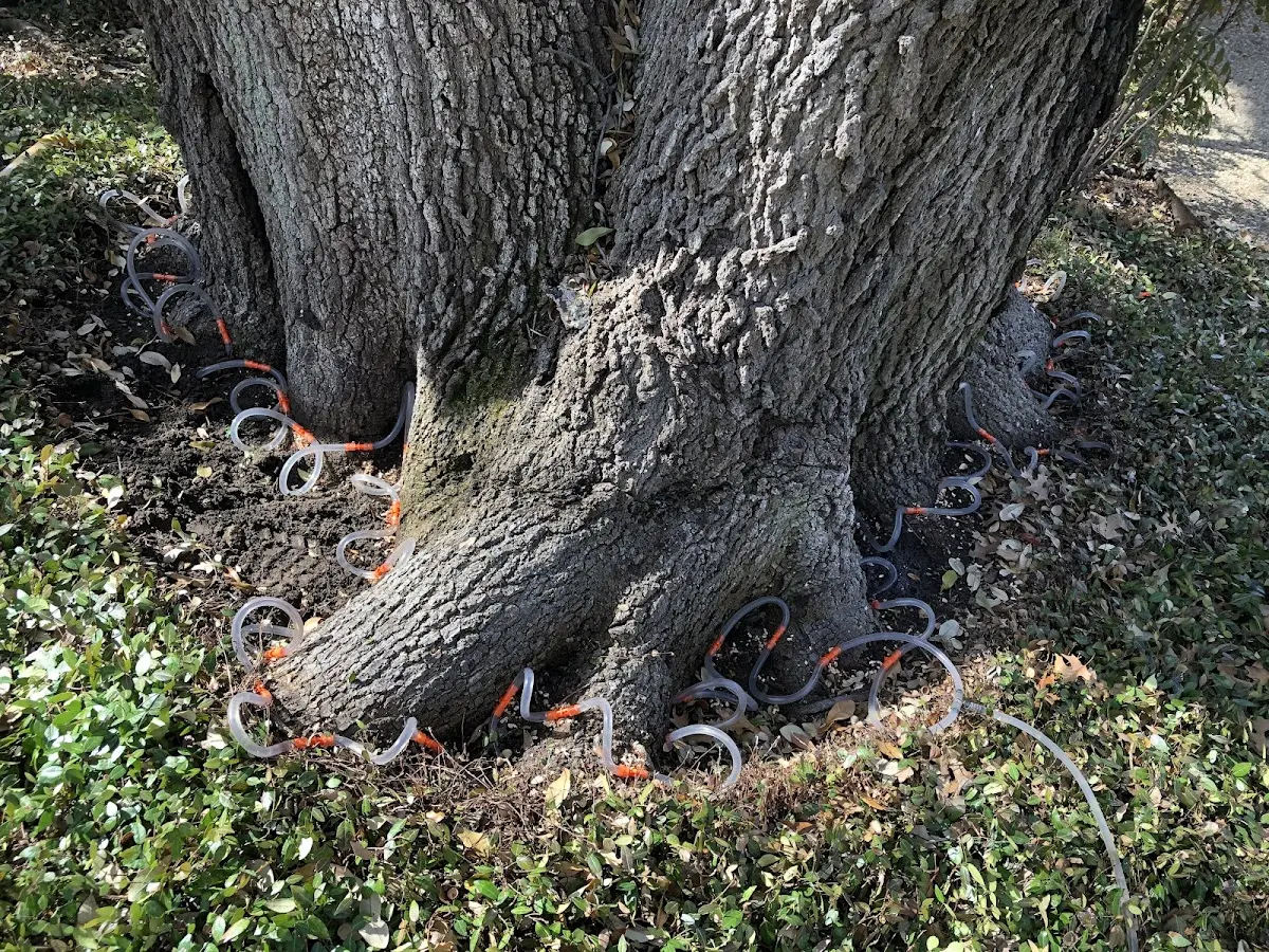 Detailed Tree Cabling and Bracing job site in Linn Grove
