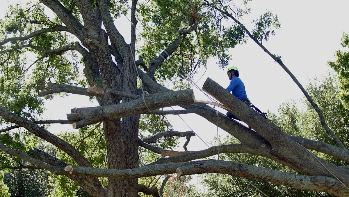 Professional Crown Thinning performed by certified arborists in Linn Grove